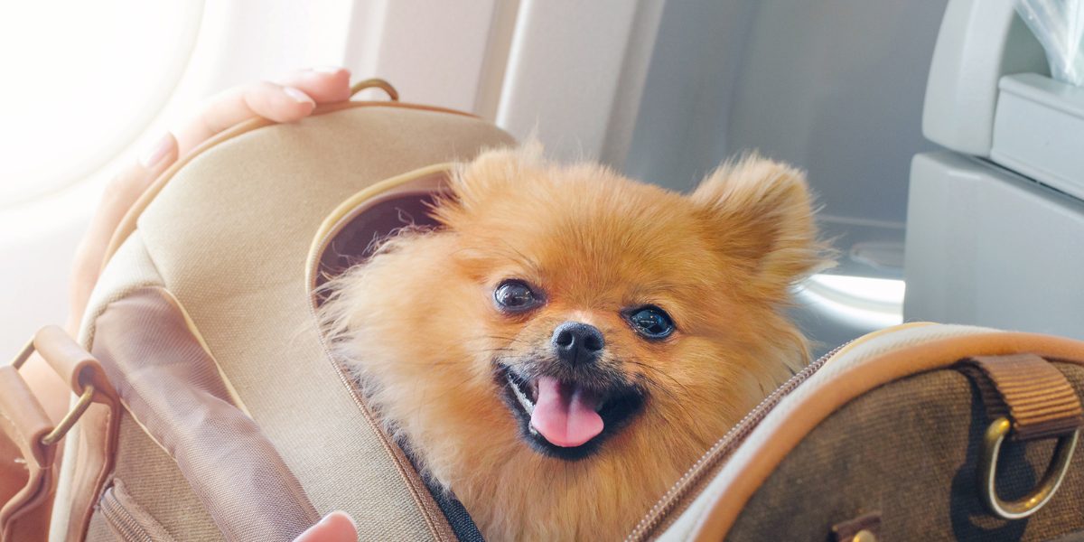 cabin crew worst things